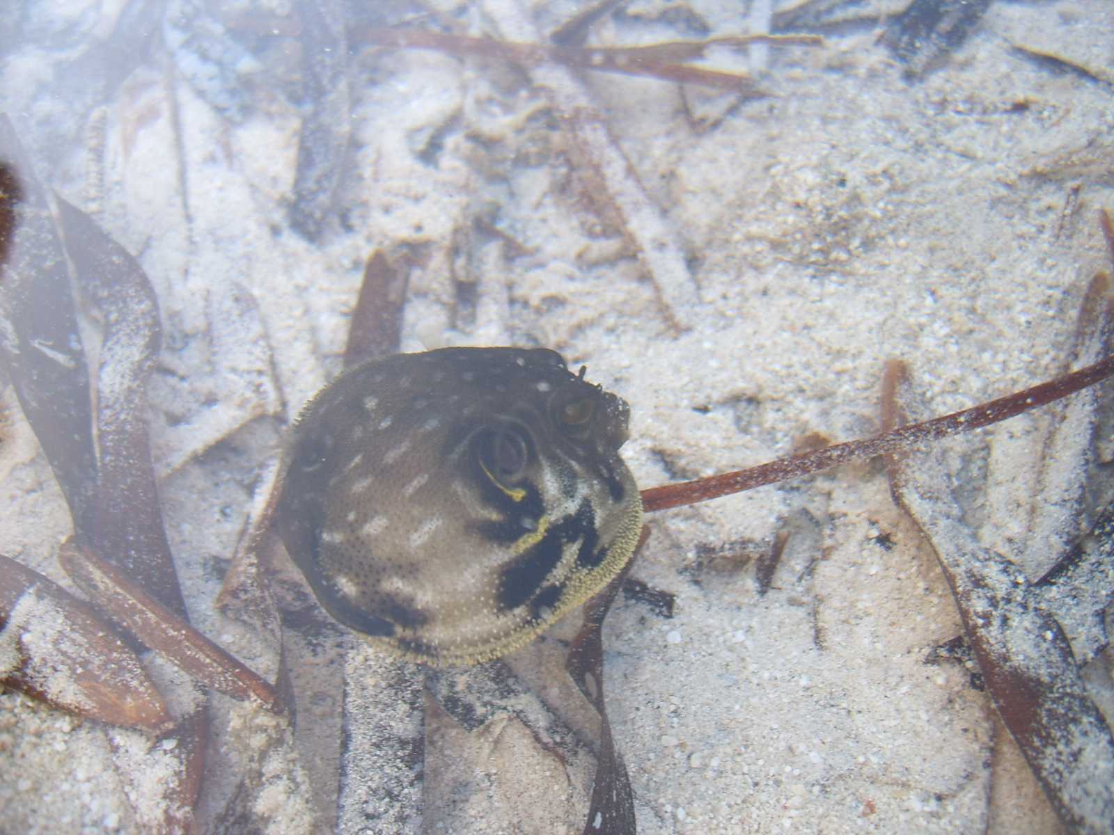 Pesce palla del Mar Rosso [Arothron hispidus]